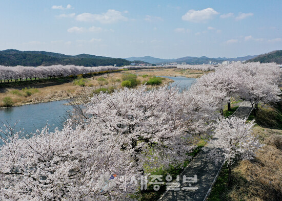 보은군 보청천변 벚꽃길, 만개한 벚꽃 연분홍 물결-지난 주말 보청천변에 만개한 벚꽃길