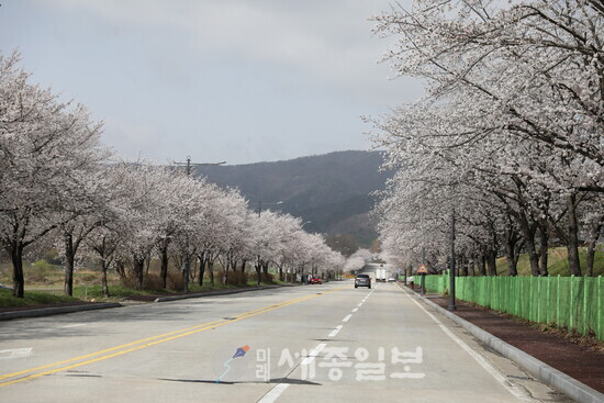계룡대 3정문 일원에 벚꽃 개화 모습