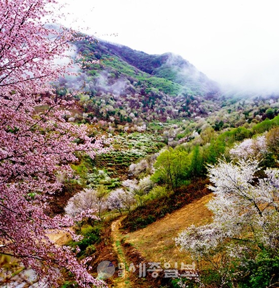 금산군, 4월 봄꽃축제 ‘만개’
